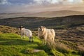 Two sheeps in a sunset Royalty Free Stock Photo
