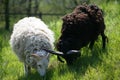 Two sheeps Yin & Yang Royalty Free Stock Photo