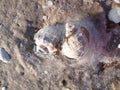 Two shell Rapana on the seafront Royalty Free Stock Photo