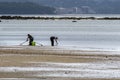 Two shellfish women shellfishing in the morning on a beach in Boiro, Pontevedra.