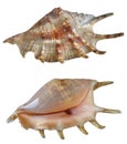 Two shells Royalty Free Stock Photo