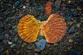 Two shells arranged like a butterfly underwater with highlights on a dark rock beach Royalty Free Stock Photo