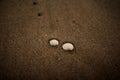 Two shells at the beach Royalty Free Stock Photo