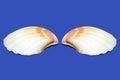 Two shells on a blue background, shell wings Royalty Free Stock Photo