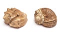 Two shells Royalty Free Stock Photo