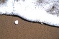 Two shells on sand and foamy wave is just coming to them Royalty Free Stock Photo