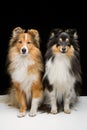 Two sheltie dogs Royalty Free Stock Photo