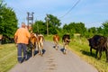 Shepherds are drive a herd of bloodstock cows, walking on the road Royalty Free Stock Photo