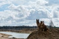 Aussie puppy and adult shepherd. Two Shepherds German and Australian sit on top of sand dune and look into distance. Dogs on sand