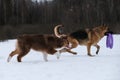 Two Shepherds German and Australian on walk in snowy winter park. Beautiful young thoroughbred active dogs. They go together in Royalty Free Stock Photo