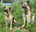 Two shepherds on a summer walk, sitting among the green grass. Royalty Free Stock Photo