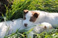 Two shephered dog puppies lying down relaxing on the grass