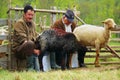 Two Shepperds Milking Sheep