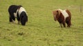 Two Shetland ponys on the meadow Royalty Free Stock Photo