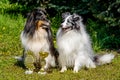 Two Shetland Sheepdogs.