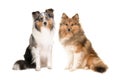 Two shetland sheepdogs in different colors Royalty Free Stock Photo