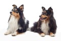 Two Shetland Sheepdogs laying Royalty Free Stock Photo