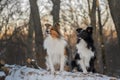 Two Shelties sitting together in snowy park with beautiful sunny background Royalty Free Stock Photo