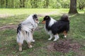 Two shetland sheepdogs standing and sniffing each other in park Royalty Free Stock Photo