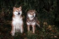 Two shiba-inu dog in park