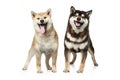 Two Shiba inu dogs Royalty Free Stock Photo