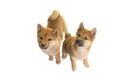 Two shiba Inu puppy dogs both sitting and looking up seen from above