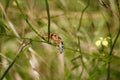 Two shield bugs mating on green plant. Eurydema ornata from family Pentatomidae. Soft focused macro shot Royalty Free Stock Photo