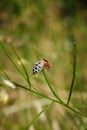 Two shield bugs mating on green plant. Eurydema ornata from family Pentatomidae. Soft focused vertical macro shot Royalty Free Stock Photo