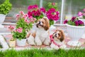 Two Shih Tzu dogs sit on the lawn in the garden on a background of flowers