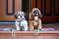 Dogs with leash waiting to go walkies near a door.