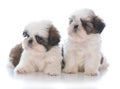 two shih tzu puppy litter mates Royalty Free Stock Photo