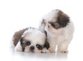 two shih tzu puppy litter mates Royalty Free Stock Photo