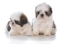 Two shih tzu puppy litter mates Royalty Free Stock Photo