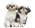 Two Shih Tzus sitting next to each other, looking at the camera