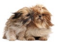 Two Shih-tzus with windblown hair Royalty Free Stock Photo