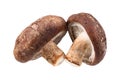 two shiitake mushrooms isolated on white