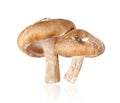 Two shiitake mushrooms Lentinula edodes close-up isolated on a white background Royalty Free Stock Photo