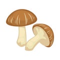 Two shiitake mushrooms on white background vector illustration Royalty Free Stock Photo