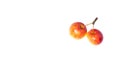 Two crab apples on white background. Royalty Free Stock Photo