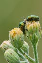 Two shiny green beetles at dusk