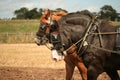 Two shire horses