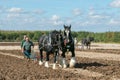 Two shire horses ploughing at show Royalty Free Stock Photo