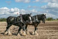 Two shire horses ploughing at show