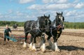 Two shire horses ploughing at show Royalty Free Stock Photo