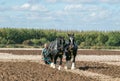 Two shire horses ploughing at show Royalty Free Stock Photo