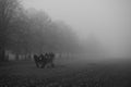 Two shire horses and three men gathering leaves in Bushy Park