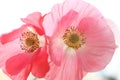 Two Shirley poppies Royalty Free Stock Photo