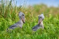 Two Shoebill, Balaeniceps rex, hidden in green vegetation. Portrait of big beaked bird, Mabamba swamp. Birdwatching in Africa.