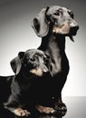 Two shor hair dachshund lying in dark studio