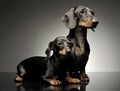 Two shor hair dachshund lying in a dark studio